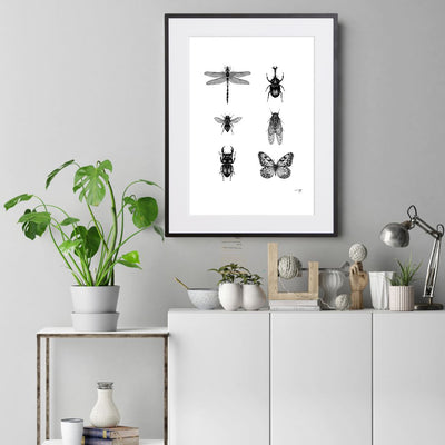 Insect collection - C