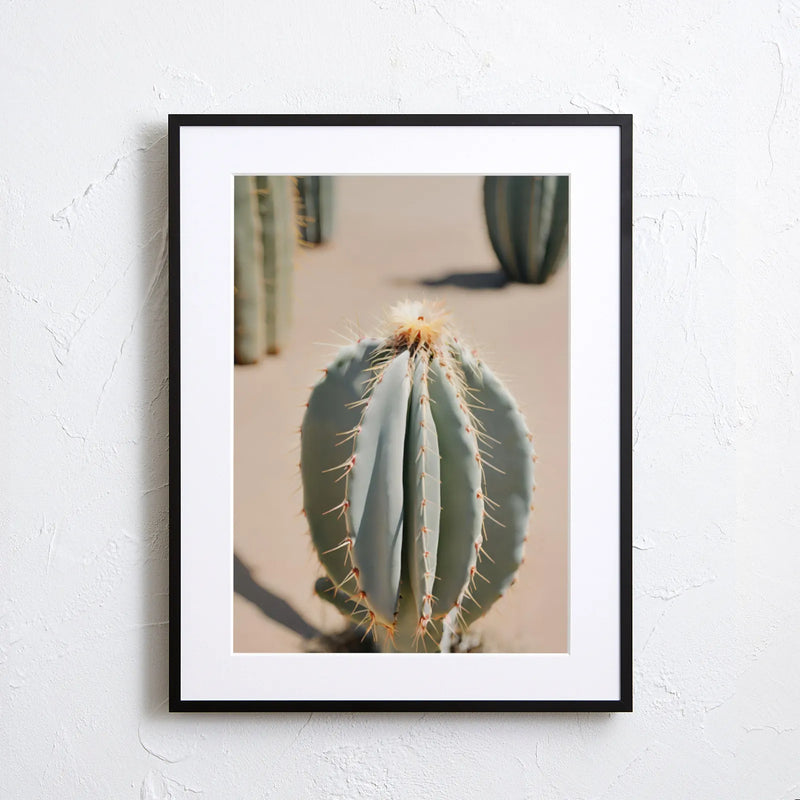 Cactus wearing light