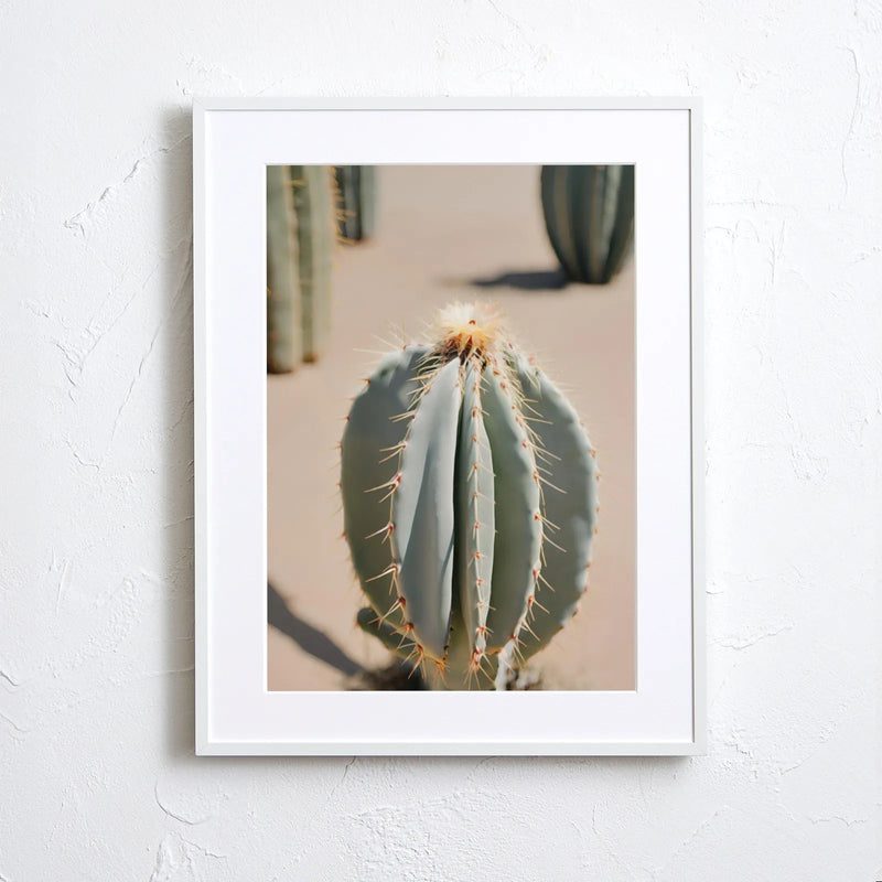 Cactus wearing light