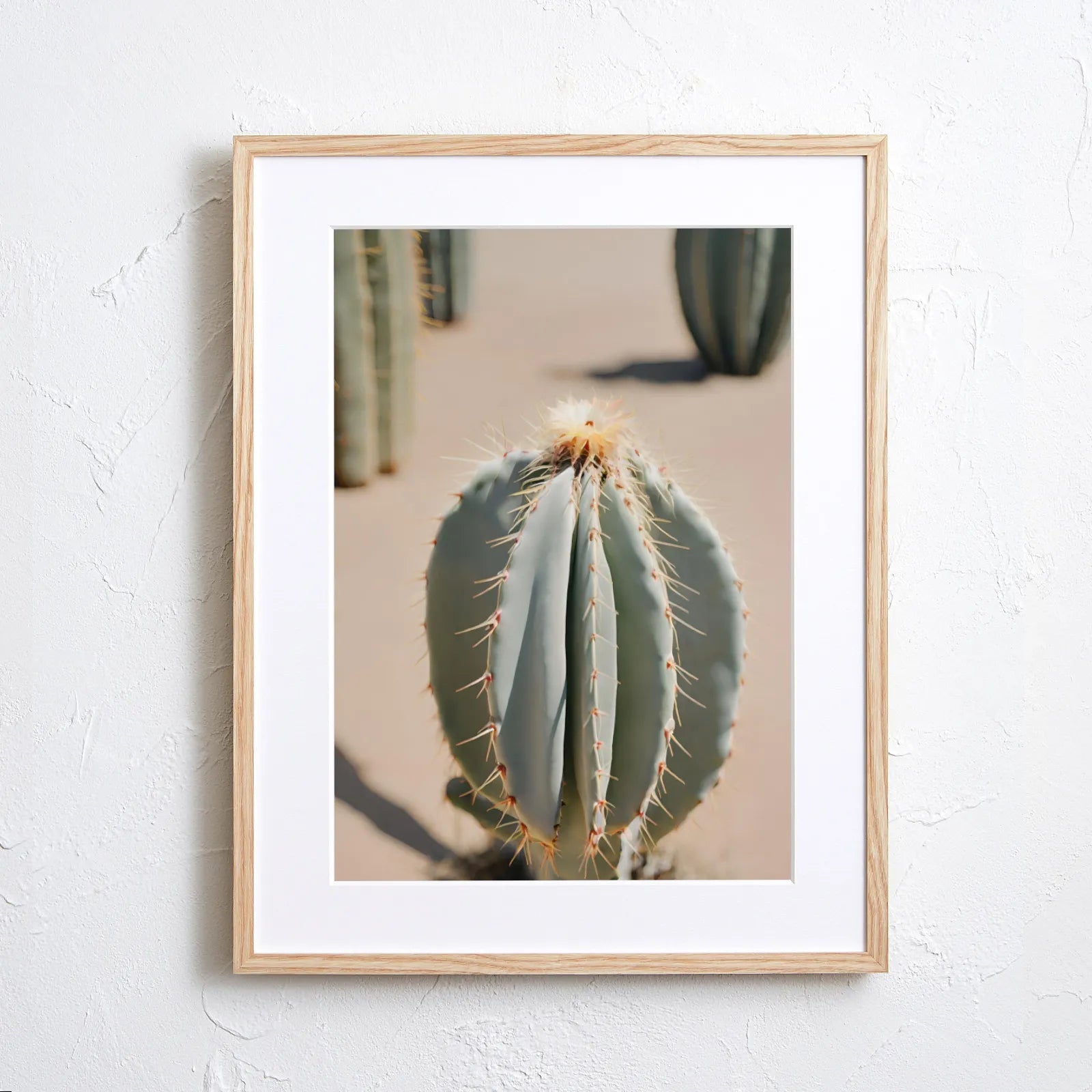 Cactus wearing light