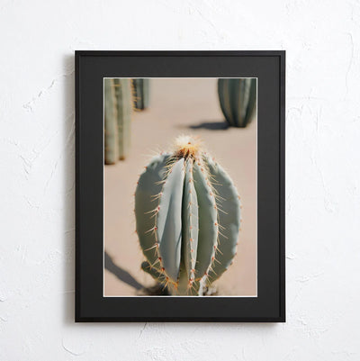 Cactus wearing light