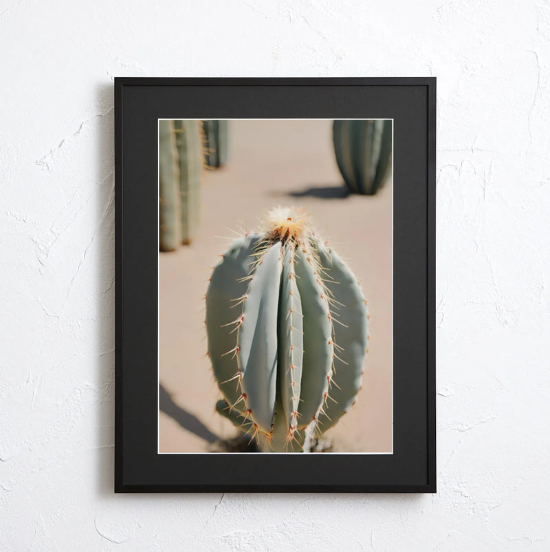 Cactus wearing light