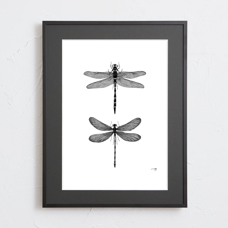 Insect collection - A