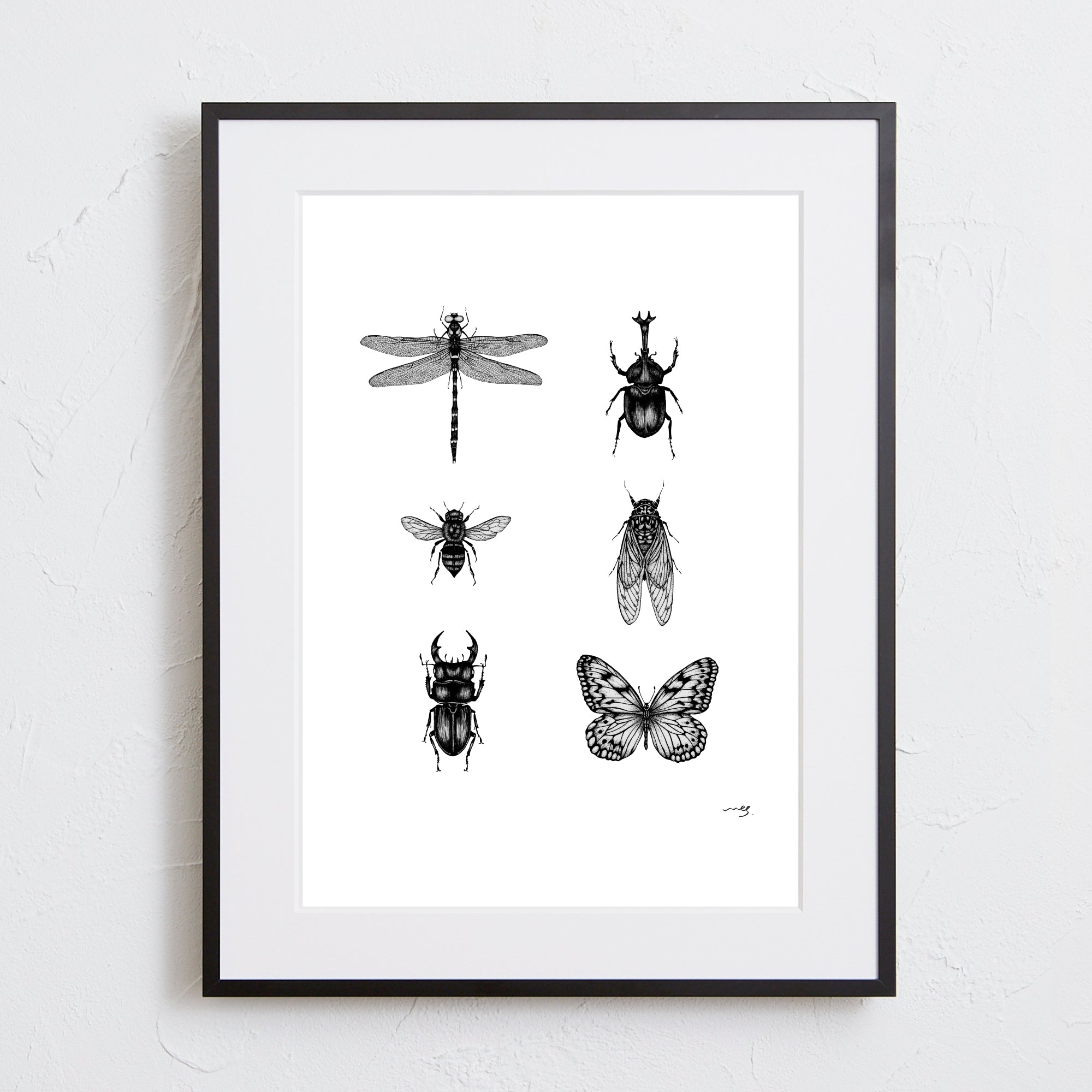 Insect collection - C