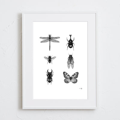 Insect collection - C